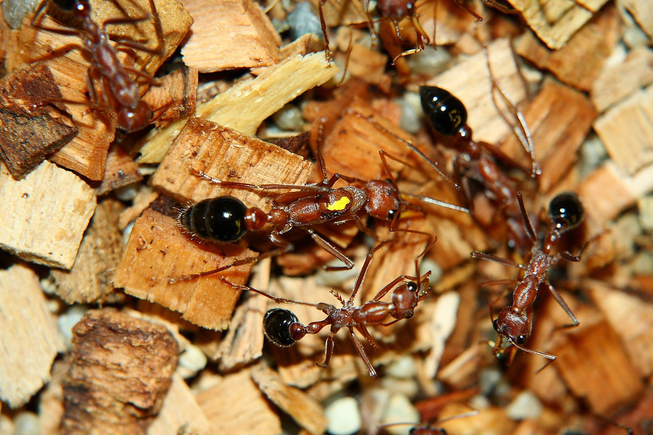 Myrmecia pavida Aufzucht und Haltung Bericht